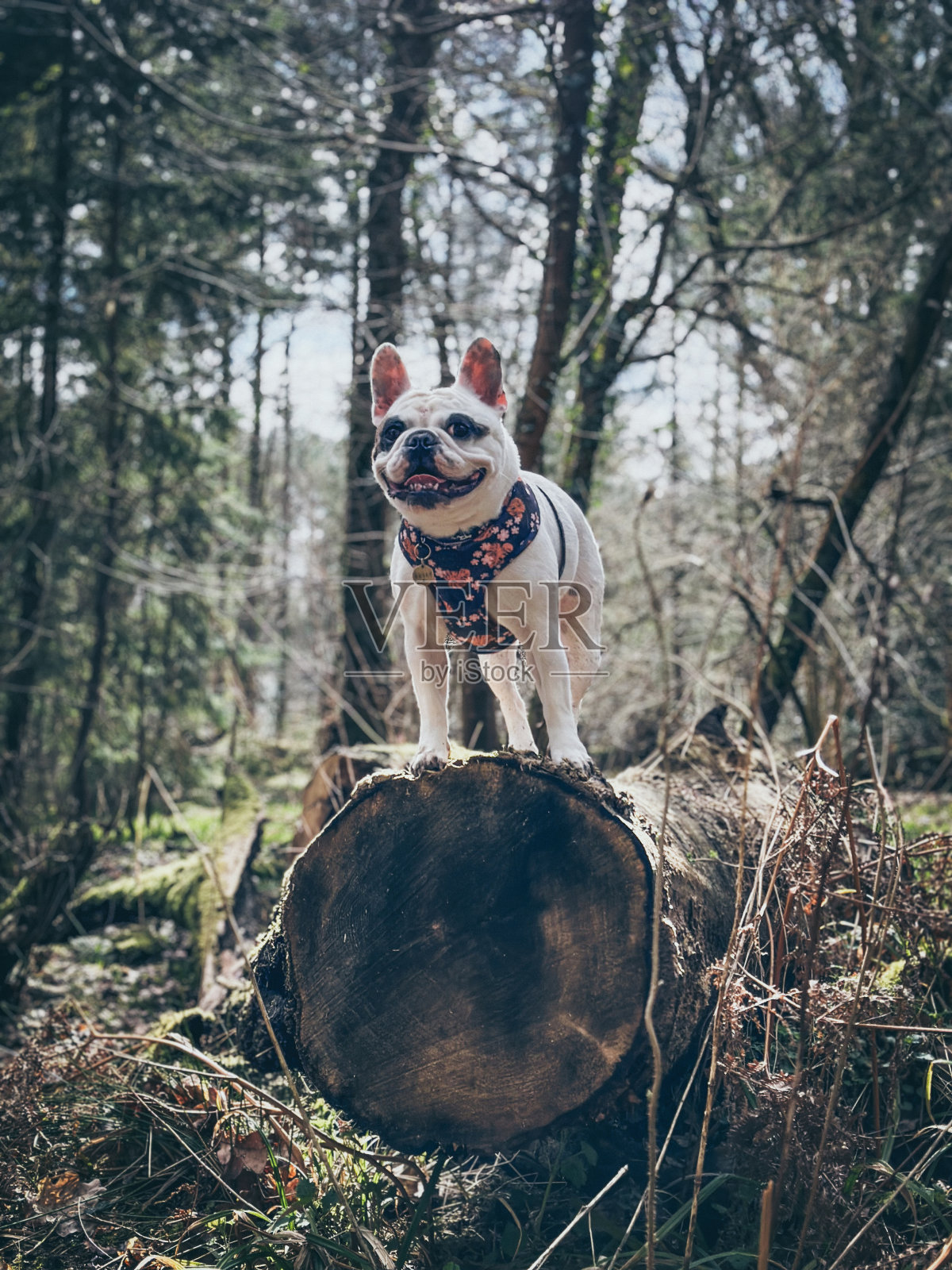 树林里的狗照片摄影图片