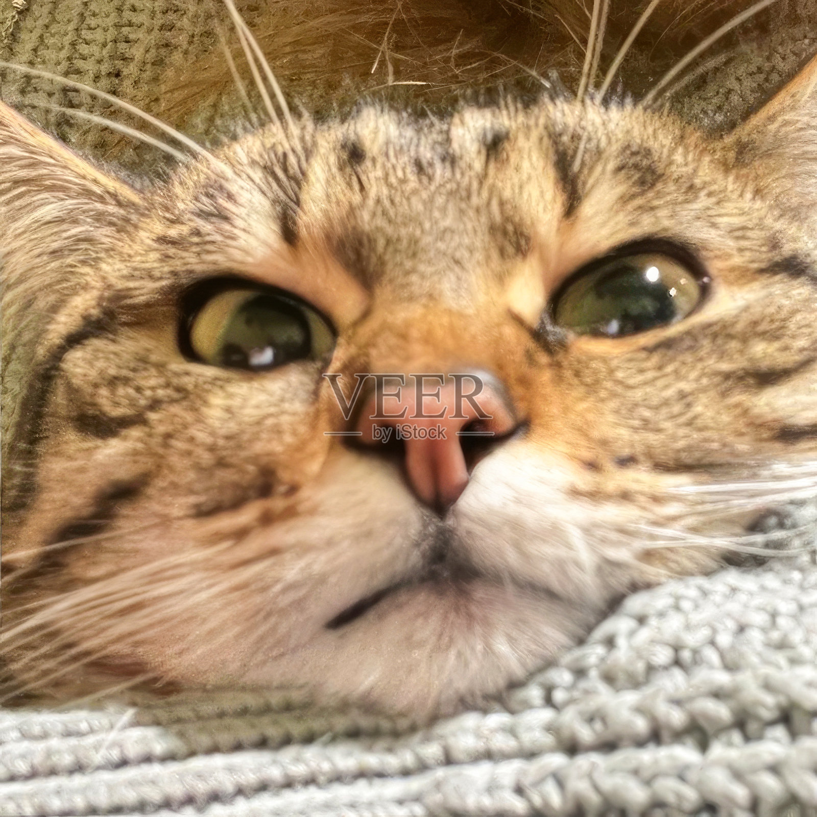 可爱的猫咪依偎照片摄影图片