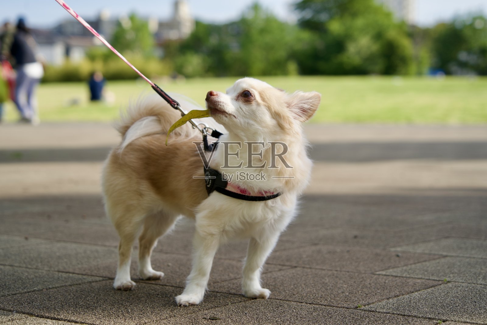 吉娃娃看着它的主人，嘴里叼着一片叶子照片摄影图片
