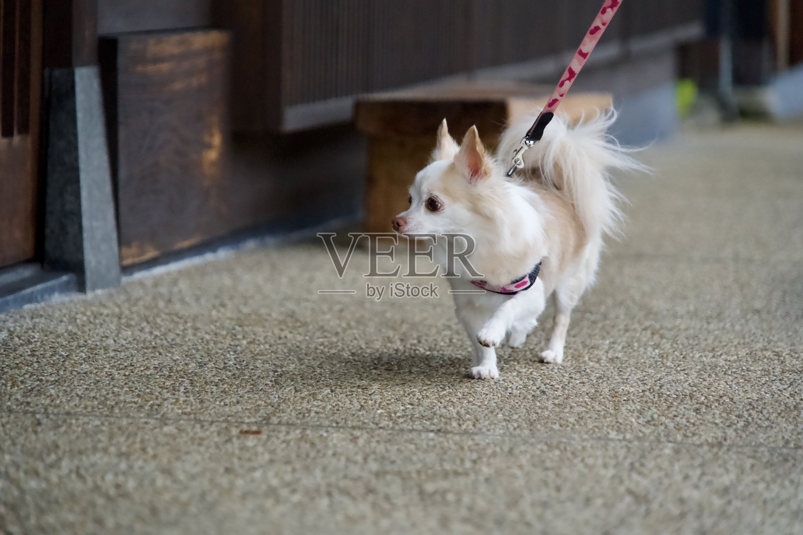 吉娃娃在散步，望着远处的石径照片摄影图片