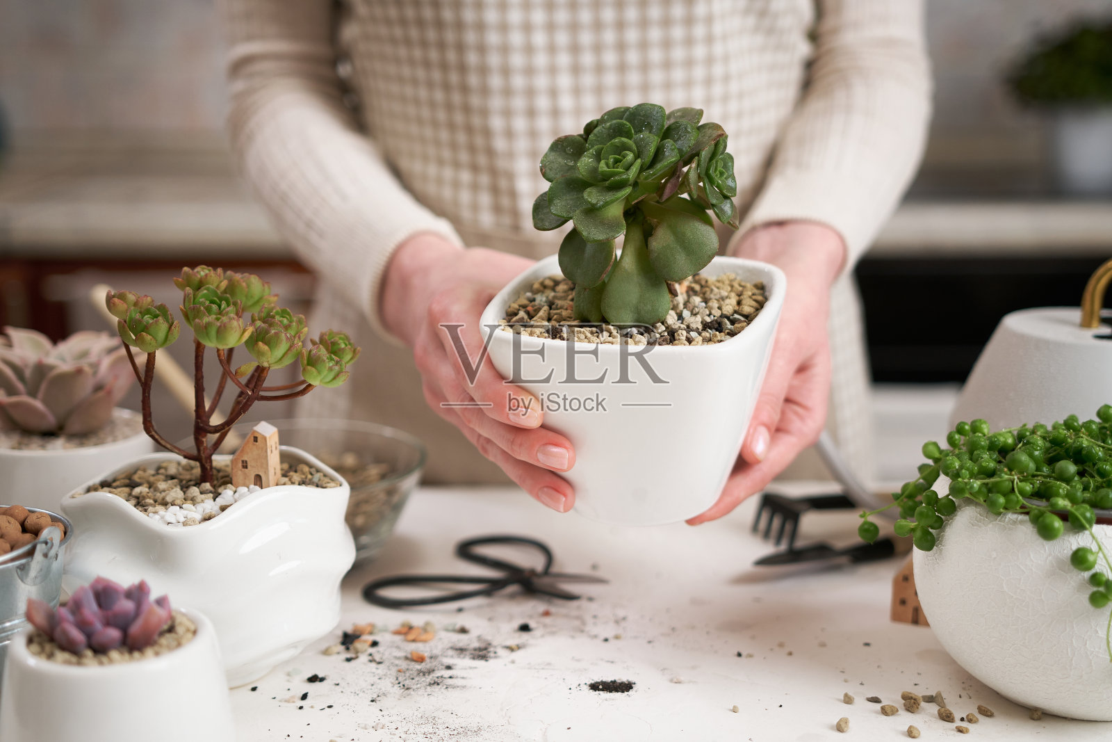一名妇女在白色的陶瓷花盆里捧着盆栽蓝藻多肉室内植物照片摄影图片