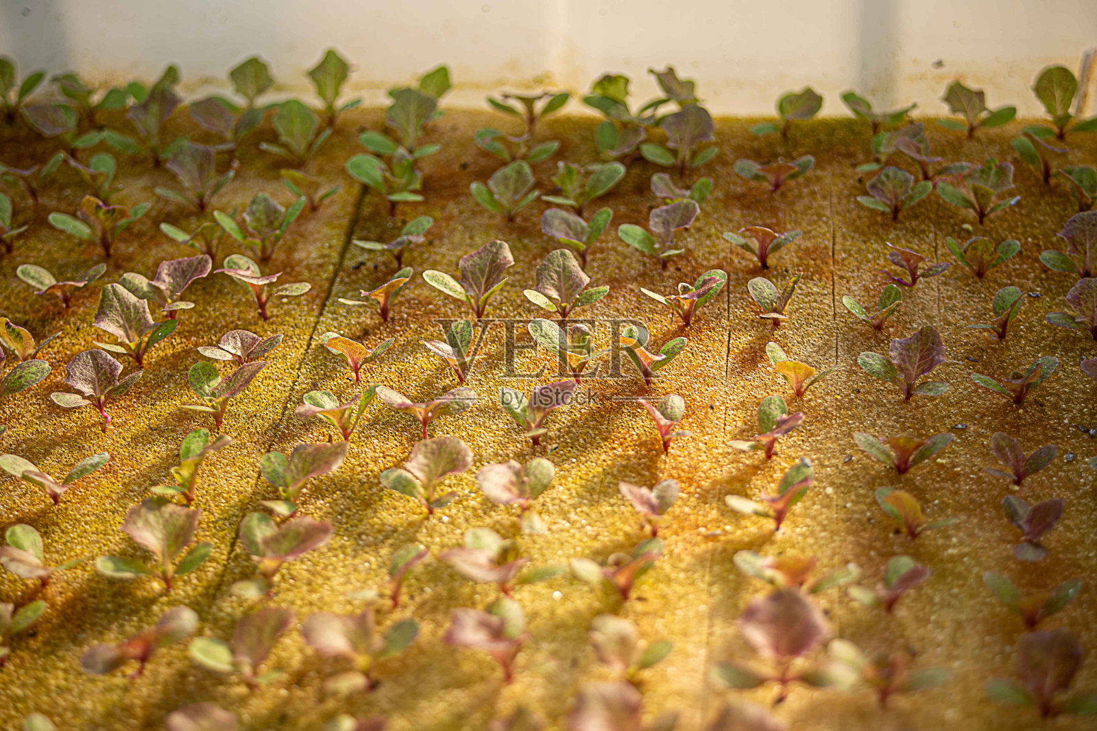 迷你红橡木绿橡木。照片摄影图片