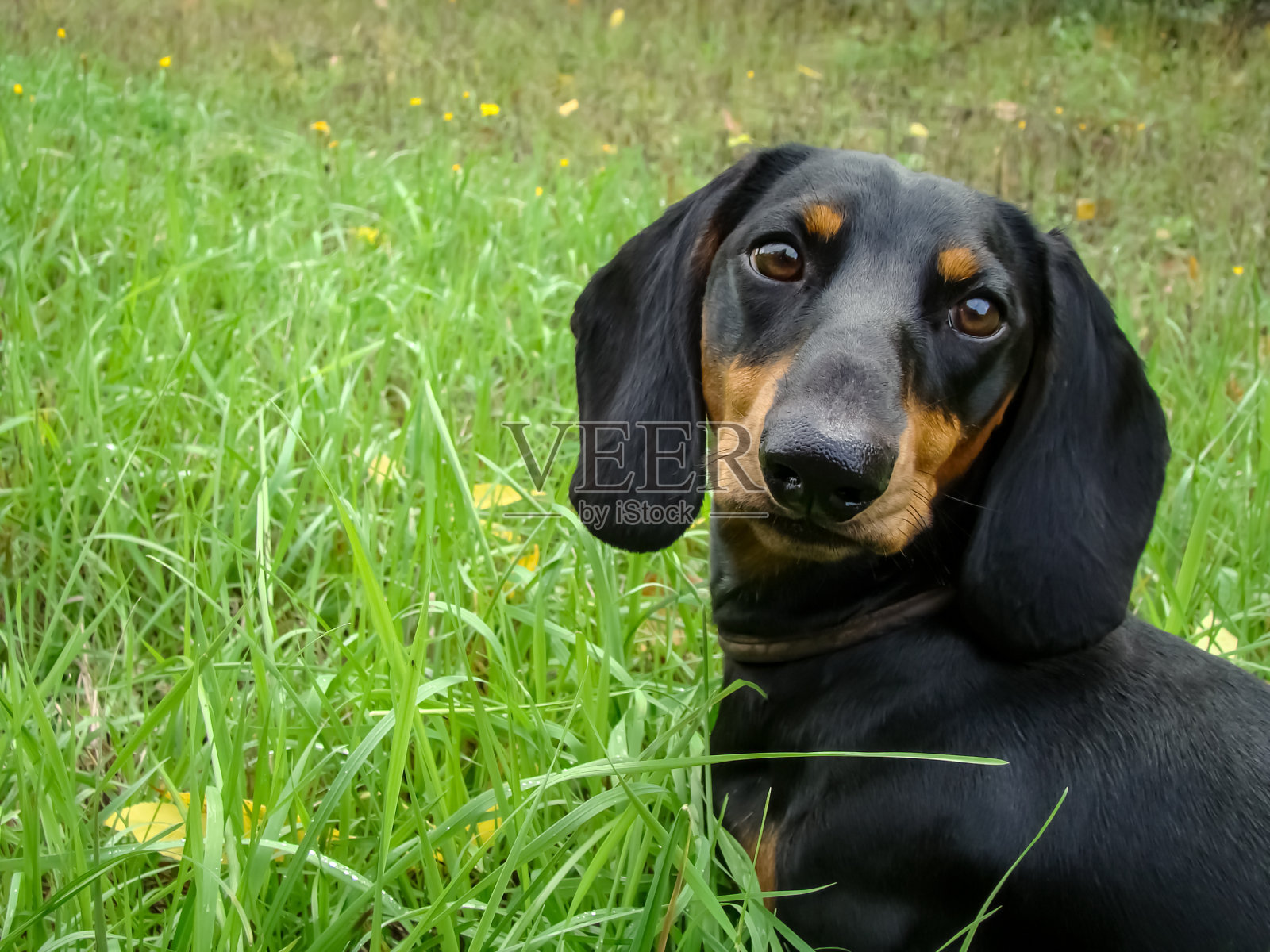腊肠狗。照片摄影图片
