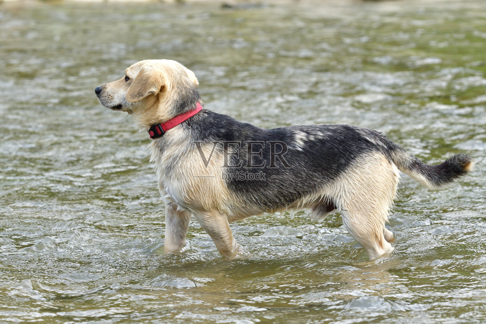 在炎热的夏天，一只家狗跳进水里凉快一下照片摄影图片