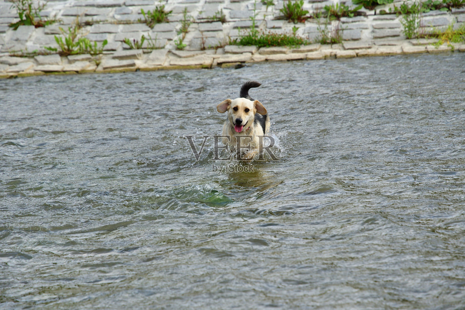 在炎热的夏天，一只家狗跳进水里凉快一下照片摄影图片