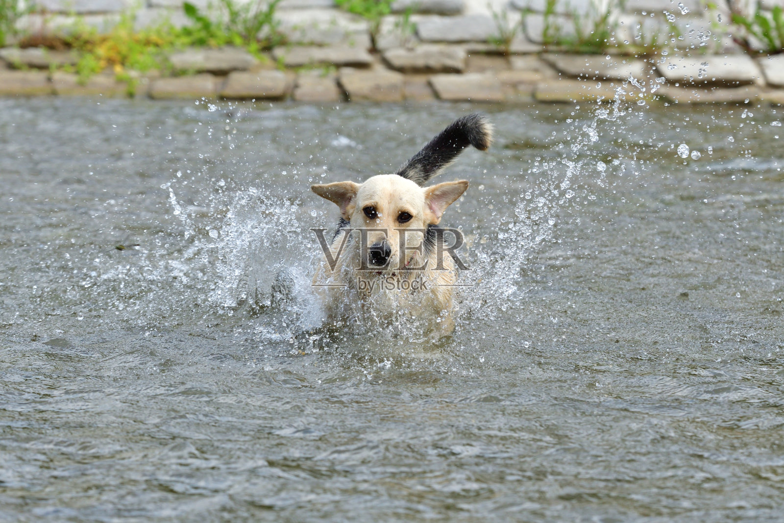 在炎热的夏天，一只家狗跳进水里凉快一下照片摄影图片