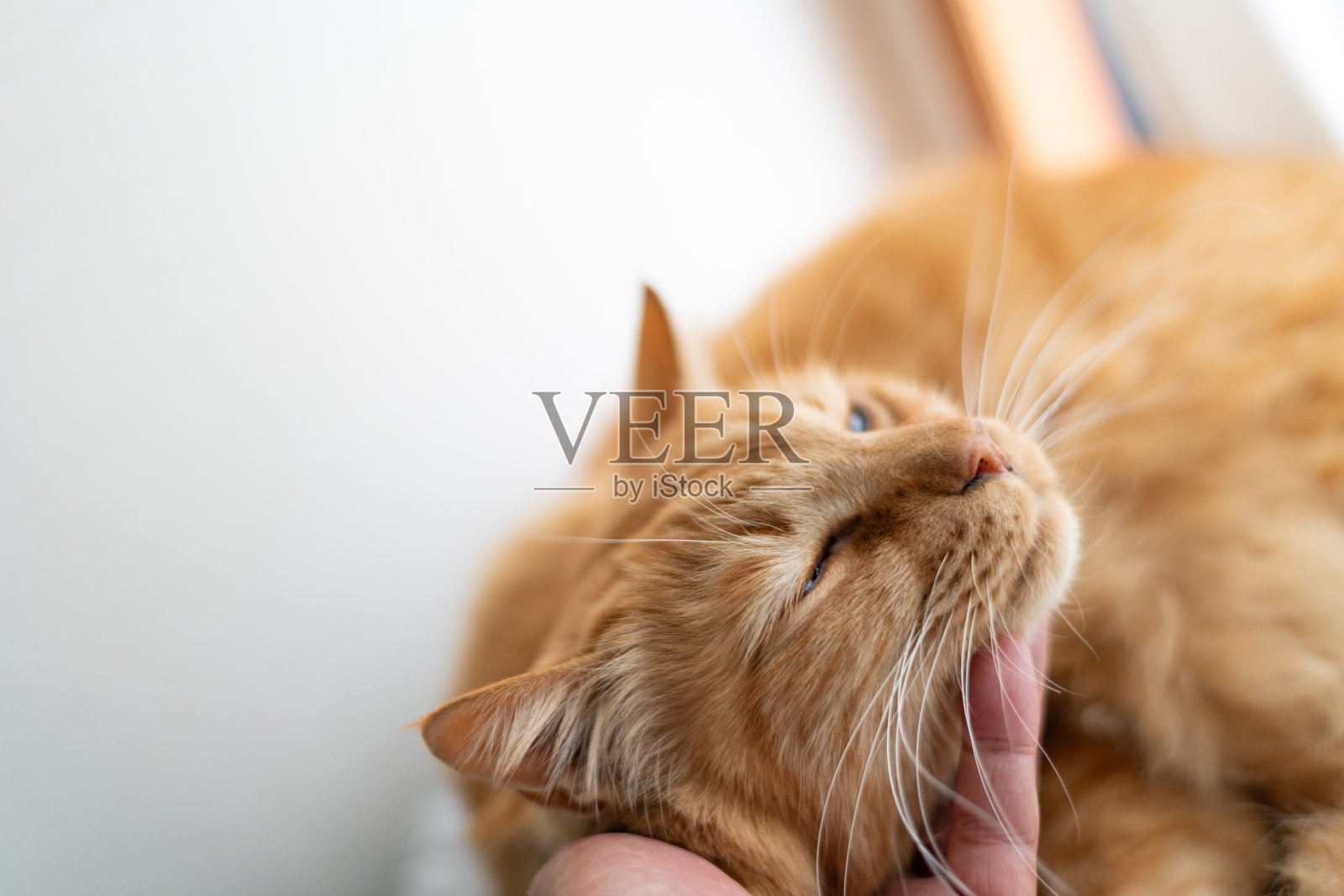 抚摸猫的人照片摄影图片