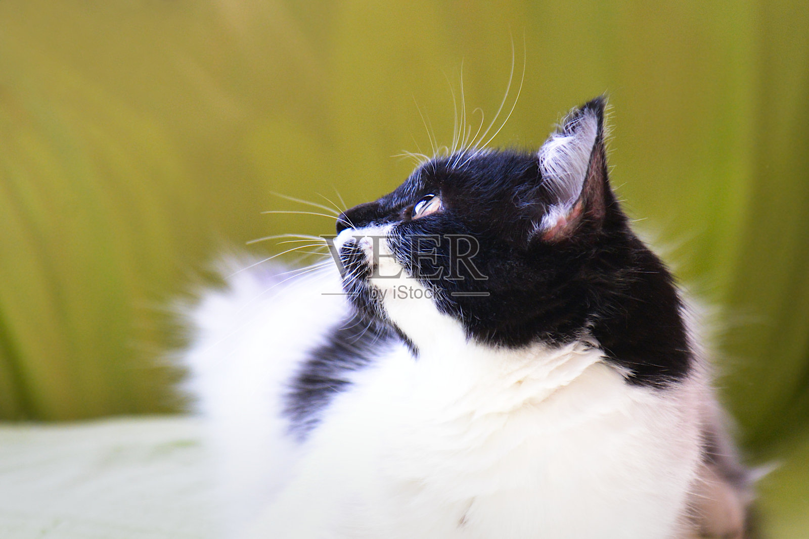 一只漂亮的毛茸茸的黑白相间的猫，长着大眼睛和胡子，看起来很专心。照片摄影图片