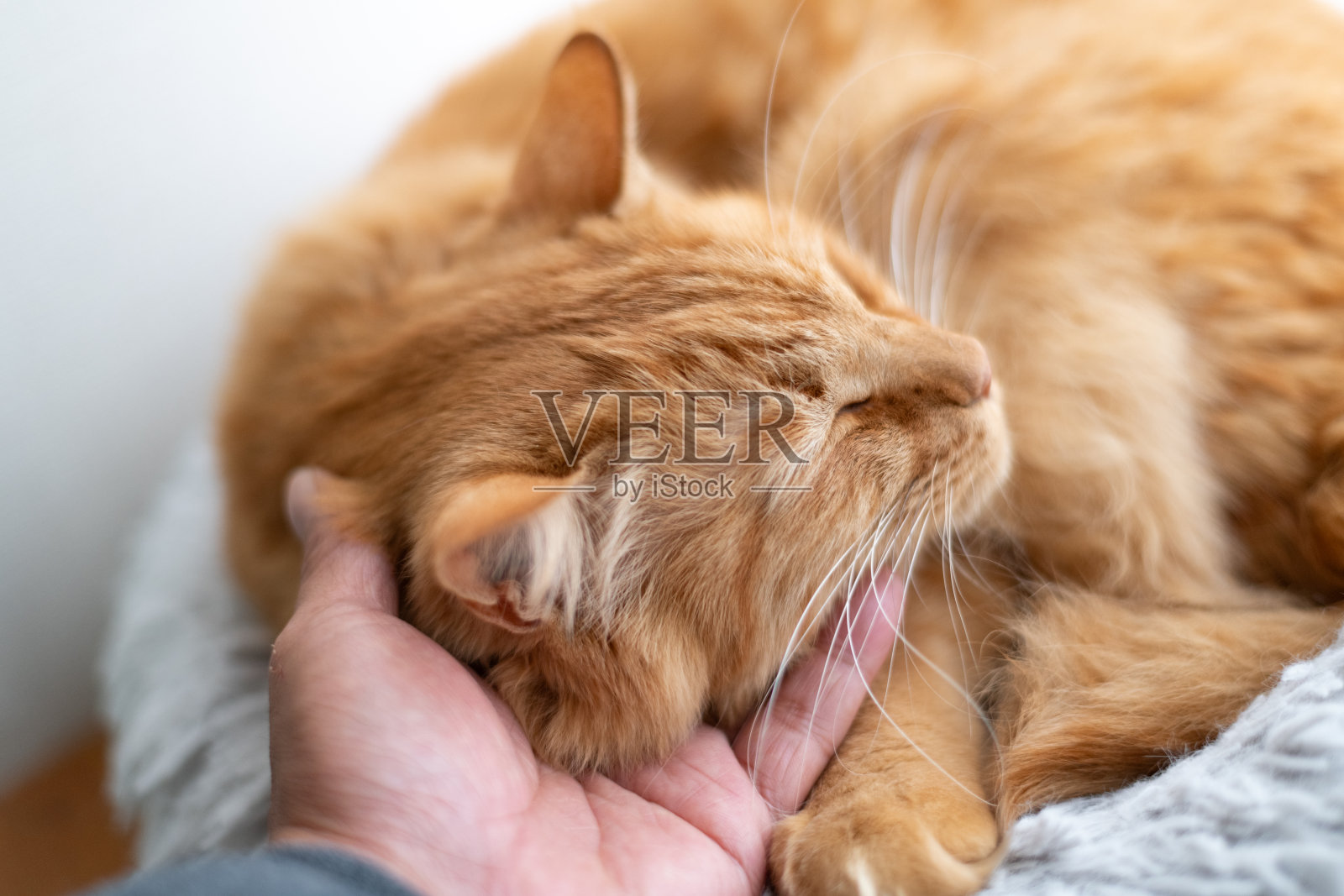 抚摸猫的人照片摄影图片