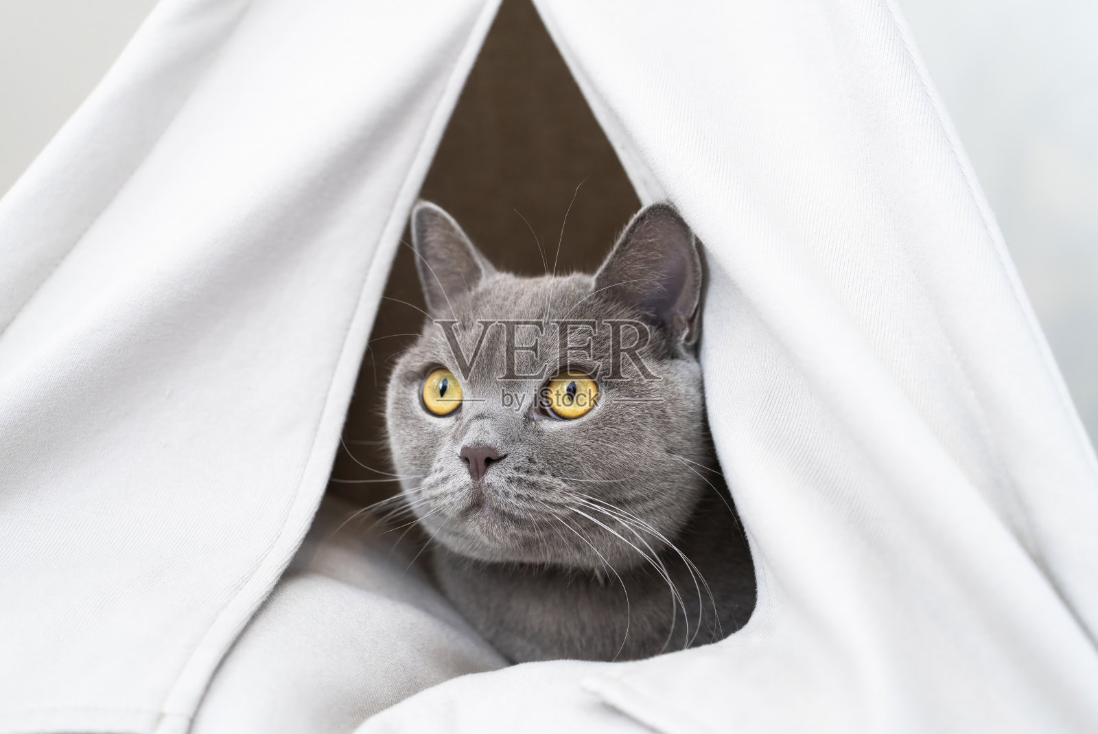 帐篷里的英国短毛猫照片摄影图片