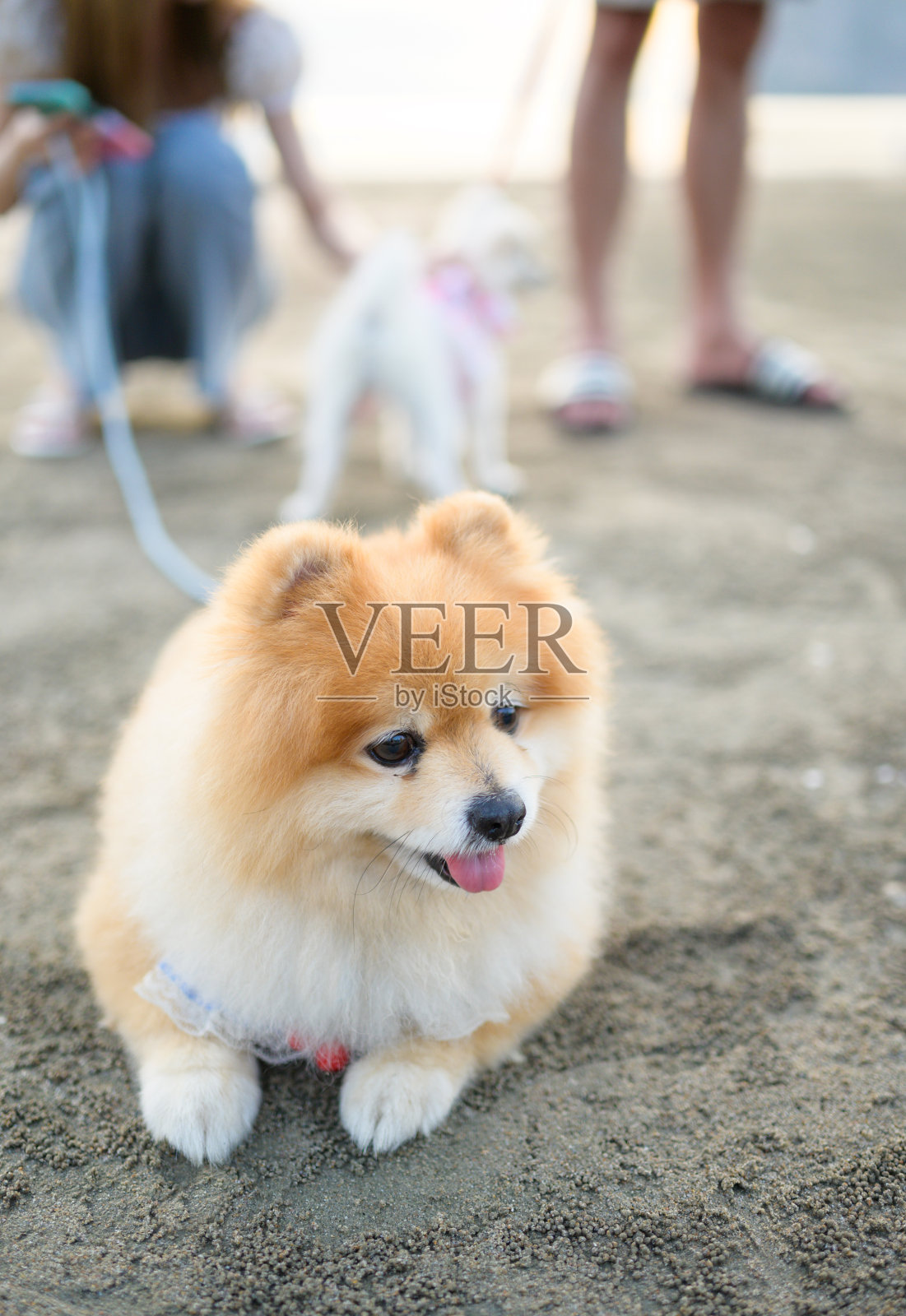 奶油色的波美拉尼亚狗喜欢在热带海滩玩耍照片摄影图片