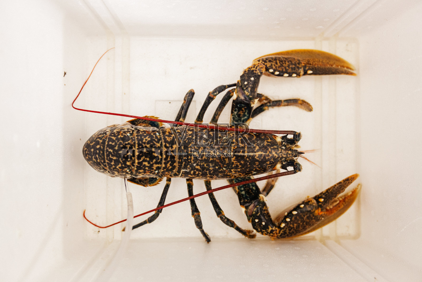 刚捕完龙虾准备去鱼市照片摄影图片