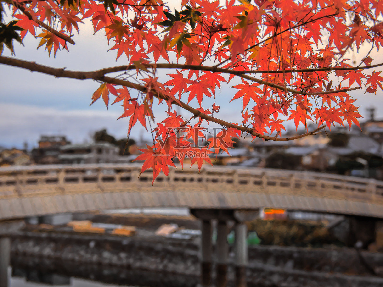 日本景观1440秋叶照片摄影图片