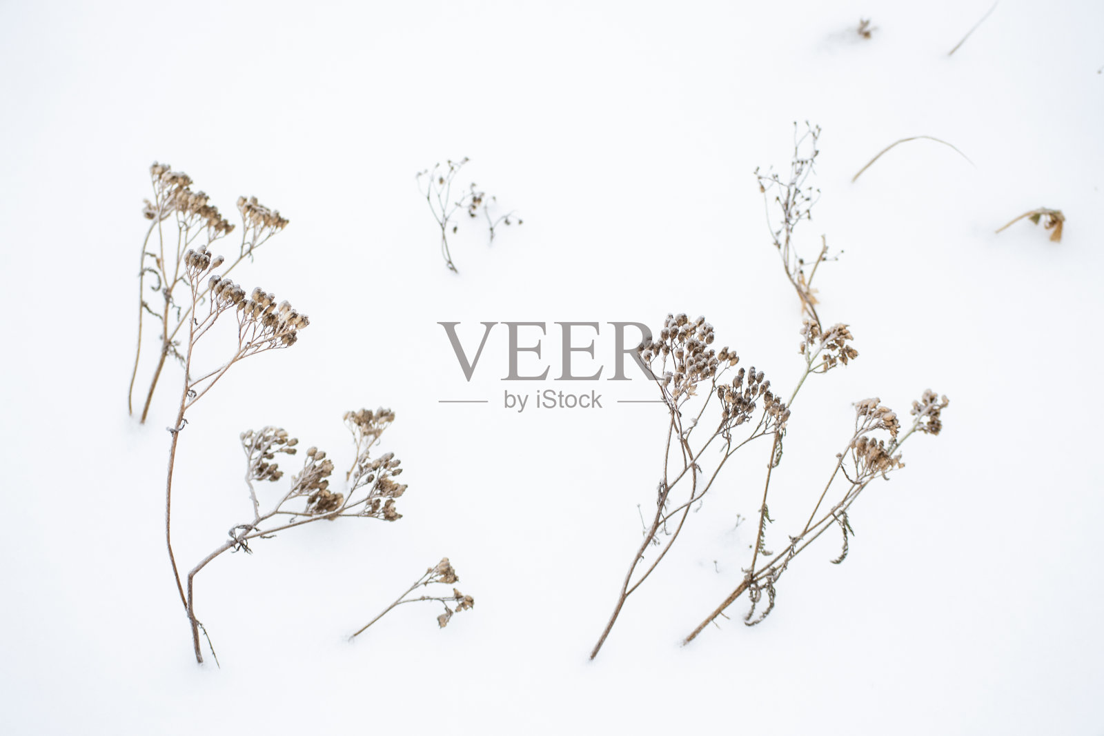 雪中的干花照片摄影图片