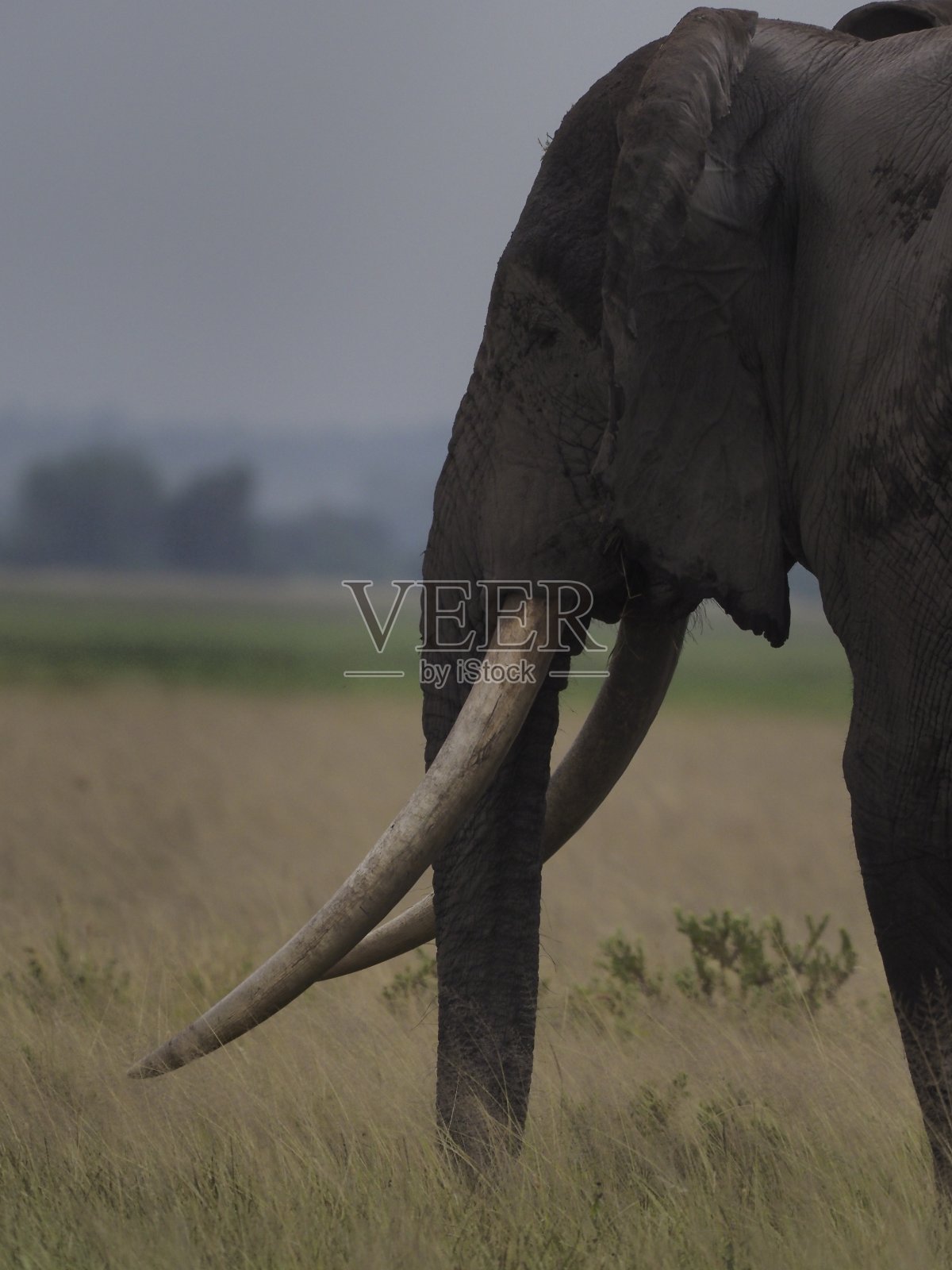 大象照片摄影图片