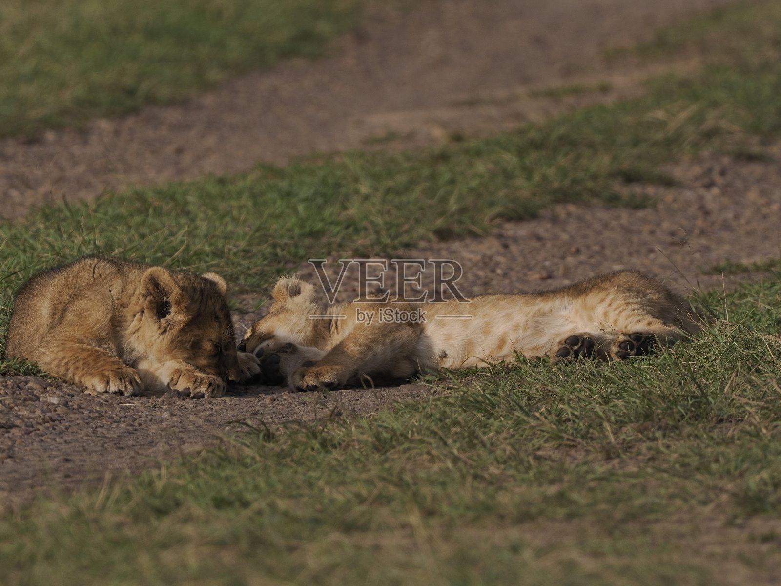 狮子照片摄影图片