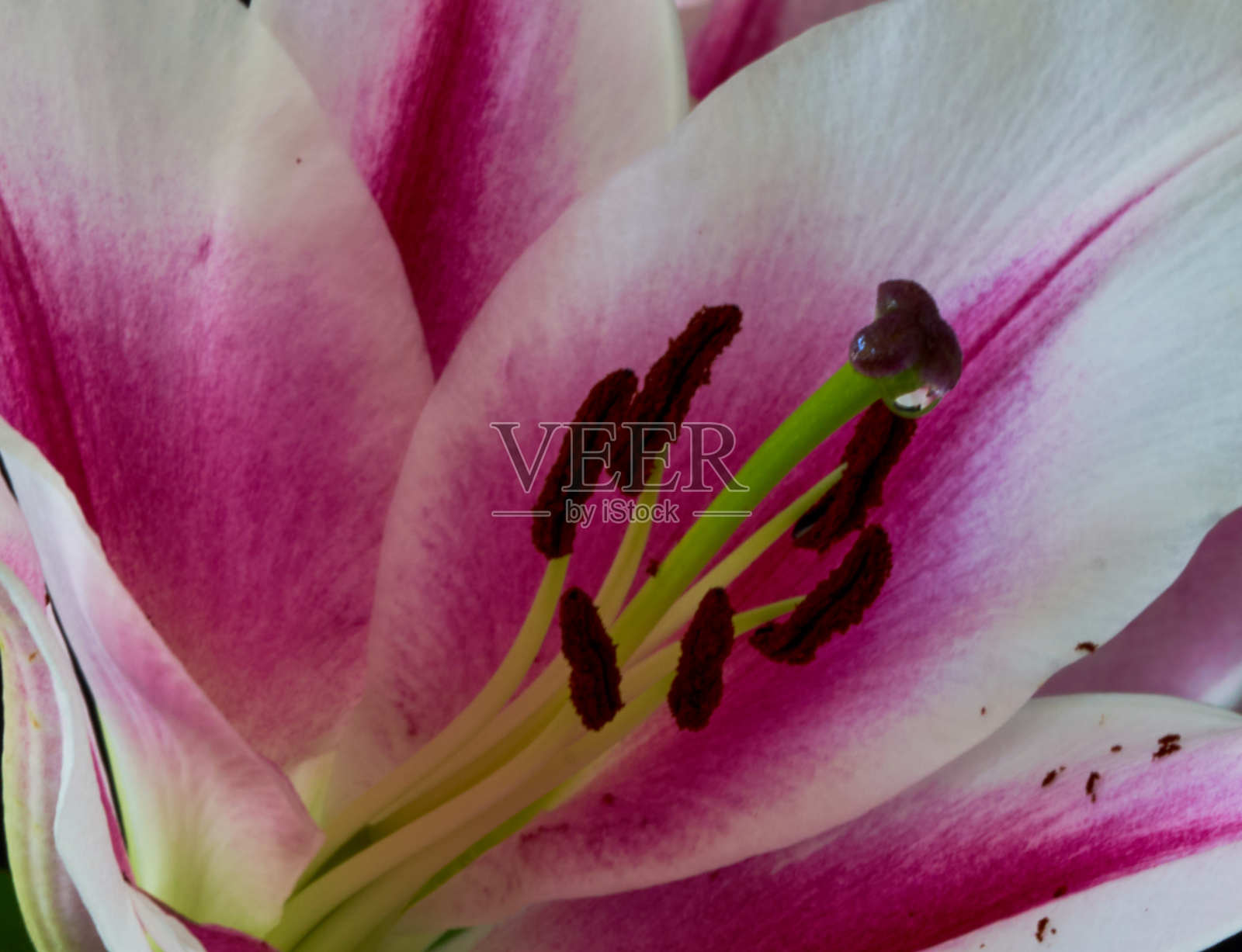 百合花的特写片段照片摄影图片