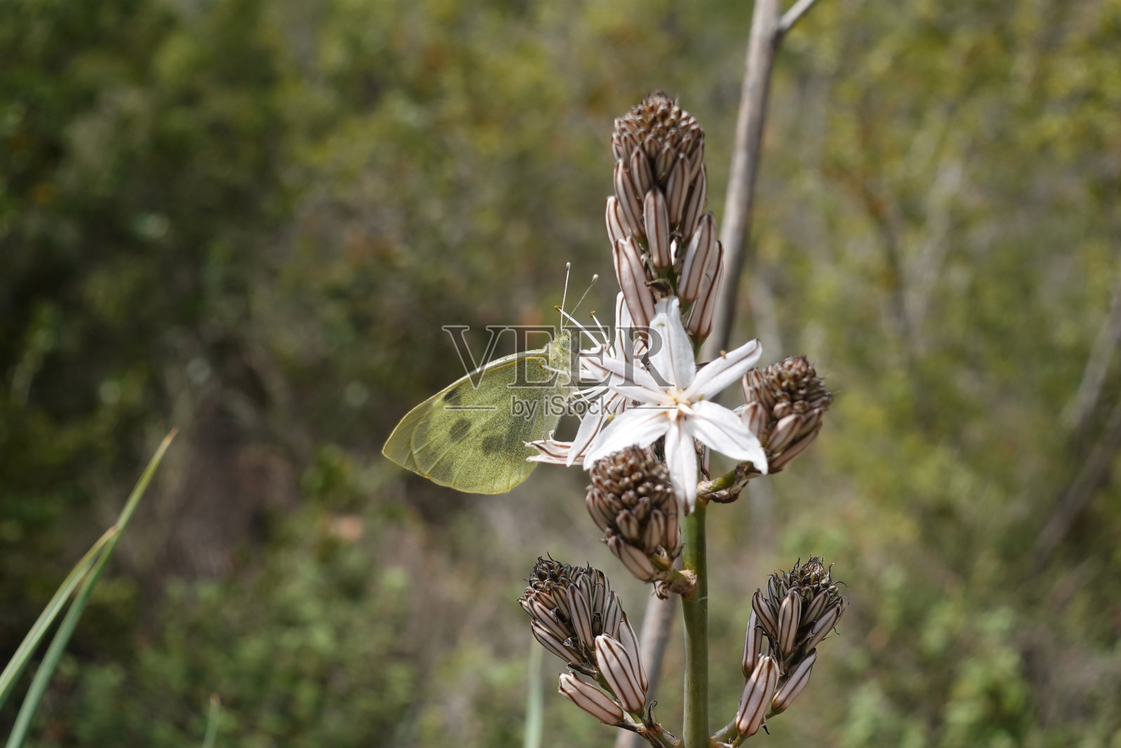黄蝴蝶对白色水仙花白花水仙多年生开花植物照片摄影图片