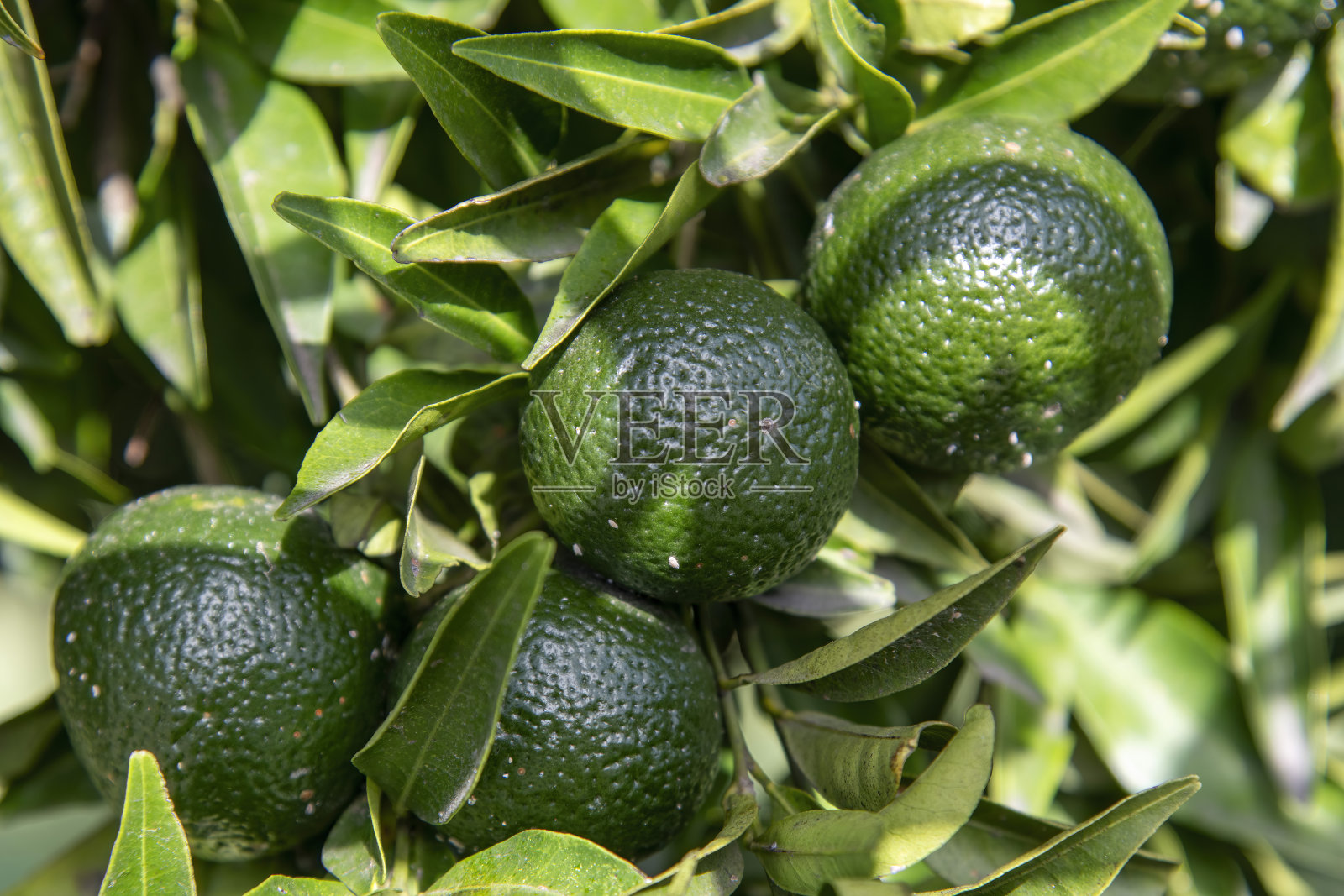 树枝上的青柠照片摄影图片