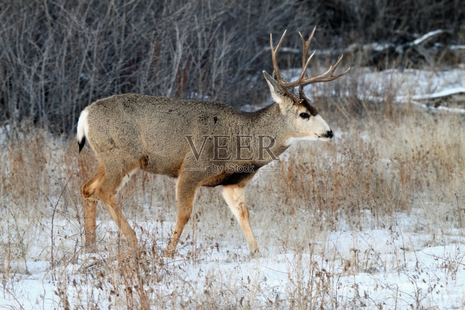 黑尾鹿照片摄影图片