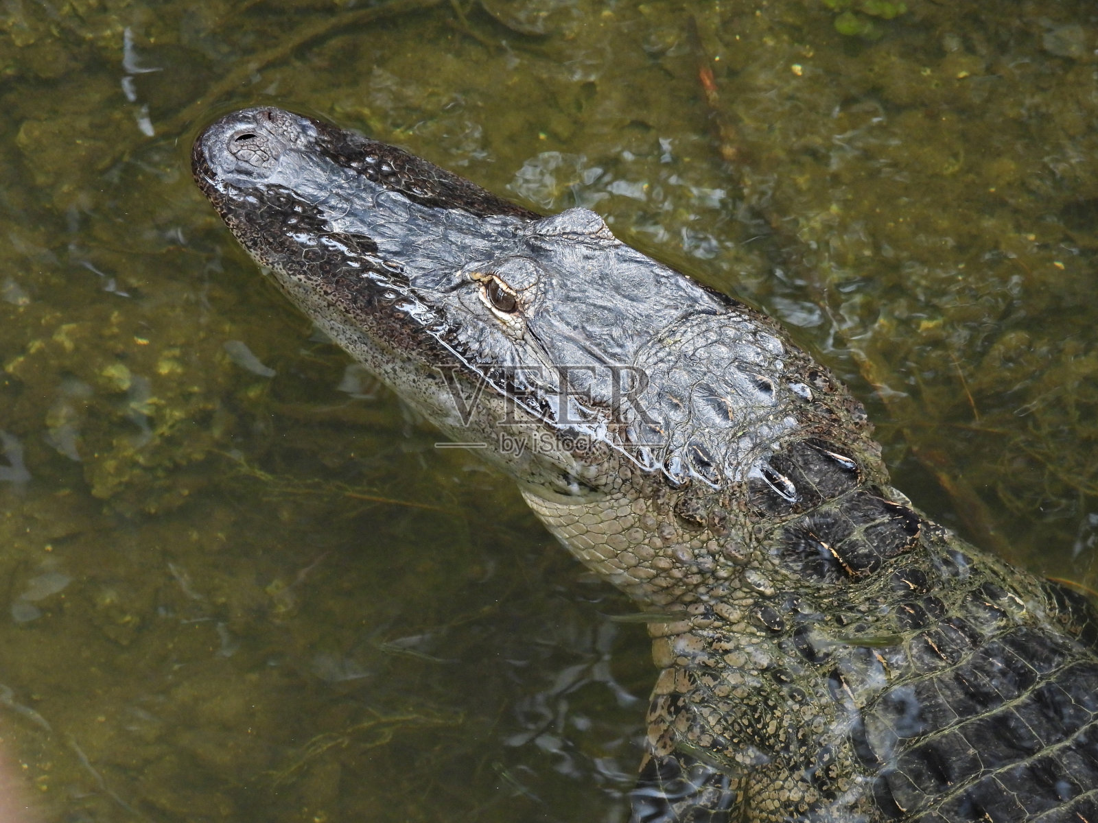 年轻的美洲短吻鳄(密西西比短吻鳄)-肖像照片摄影图片