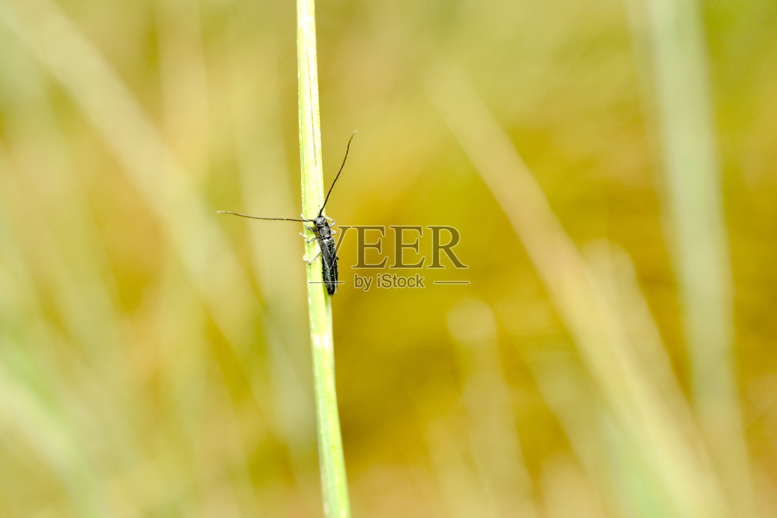 丝绒长角甲虫(Trichoferus campestris)是天牛科长角甲虫的一种。照片摄影图片