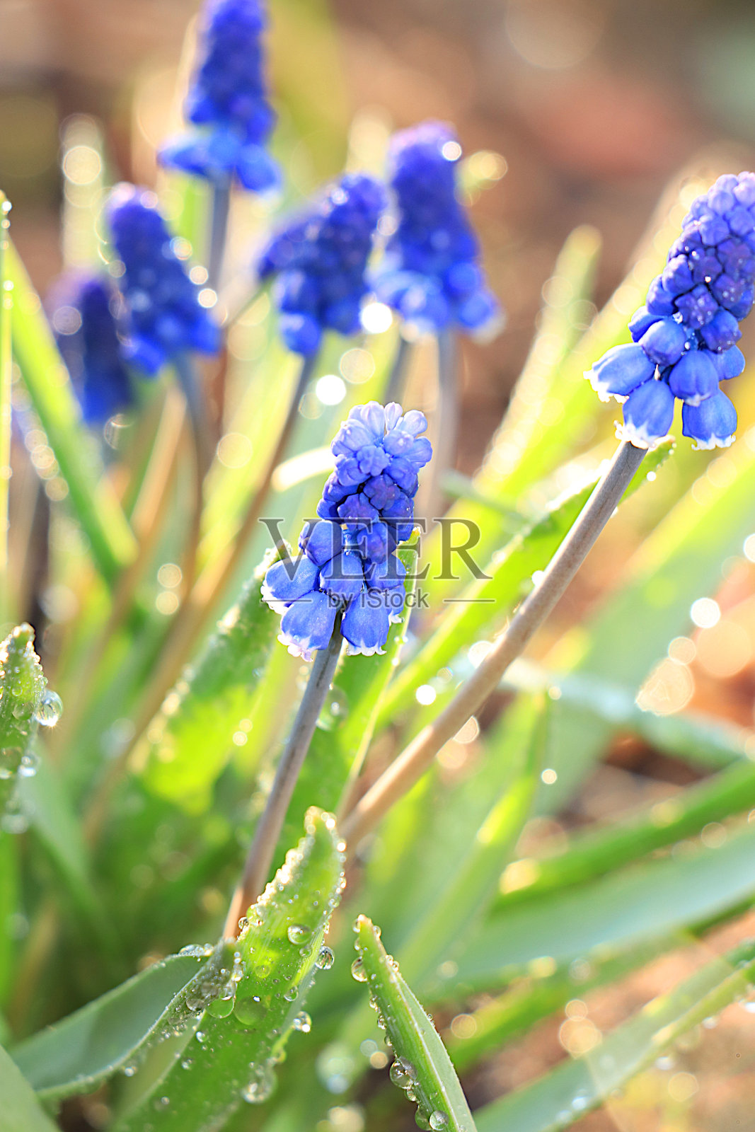 抽象花卉背景与模糊的背景与散景。春天的花园里，细嫩的麝香花带着雨后的露珠。春天到来的概念，花卡，模板设计照片摄影图片