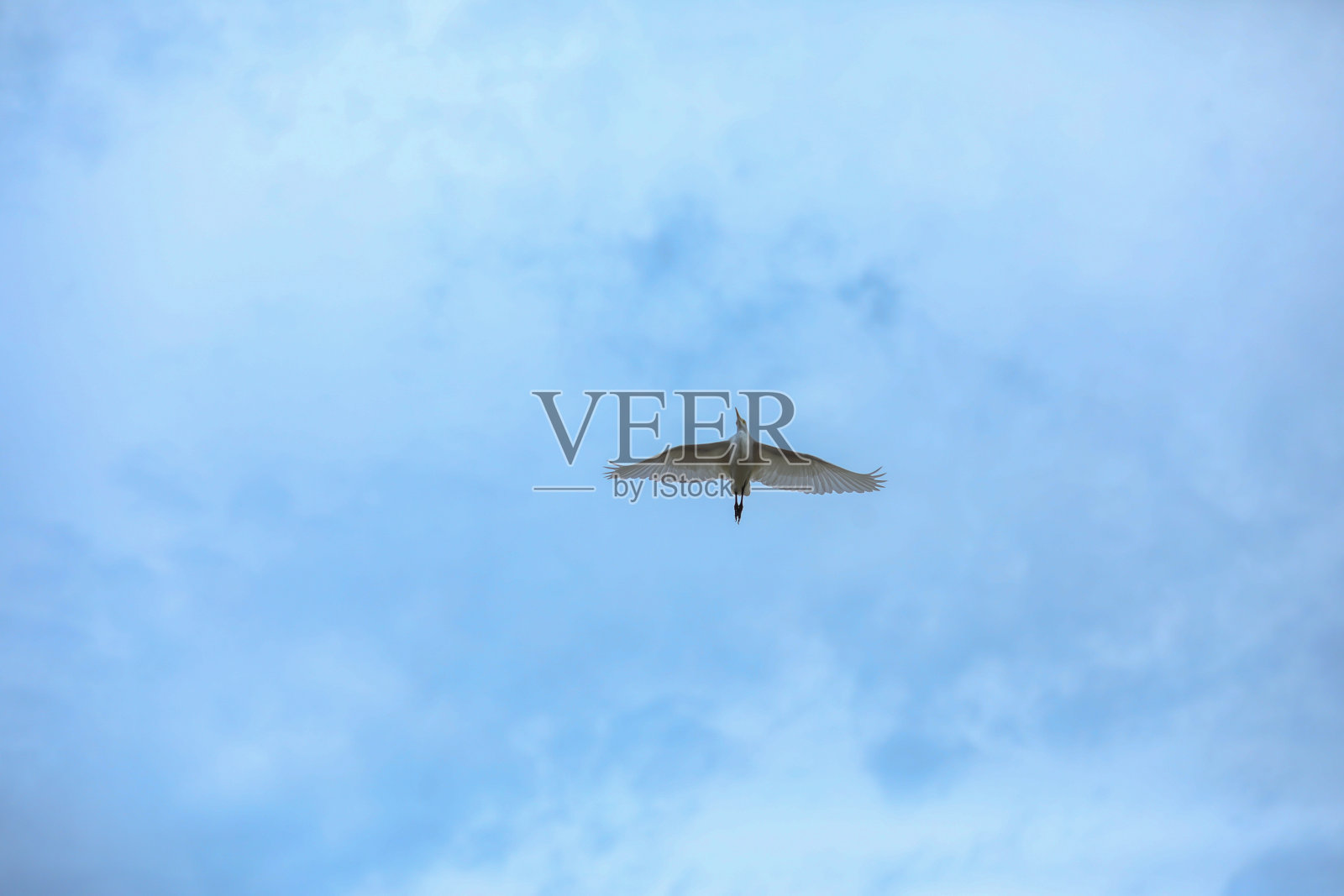 白色鹳照片摄影图片