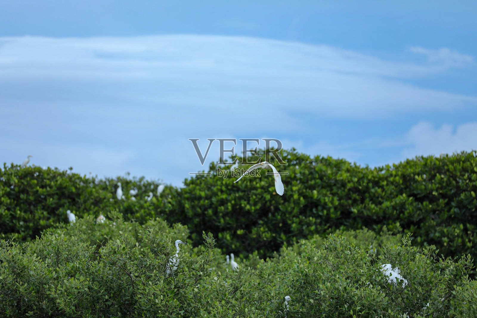 白色鹳照片摄影图片