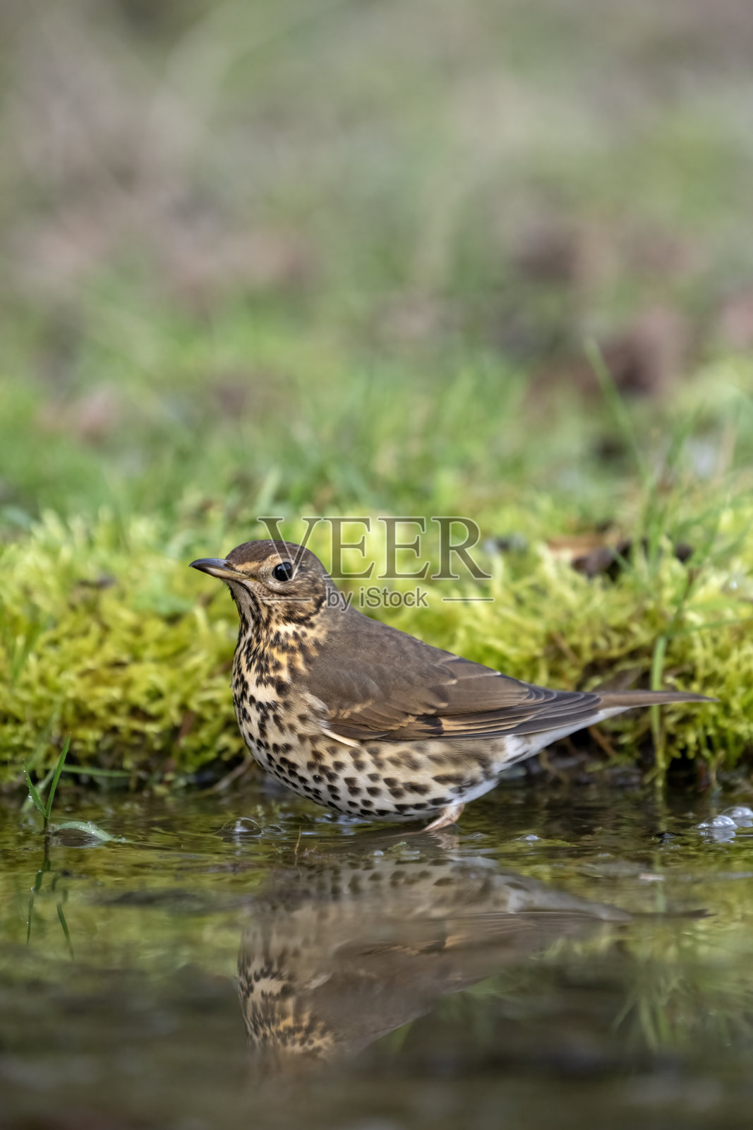 水中画眉照片摄影图片