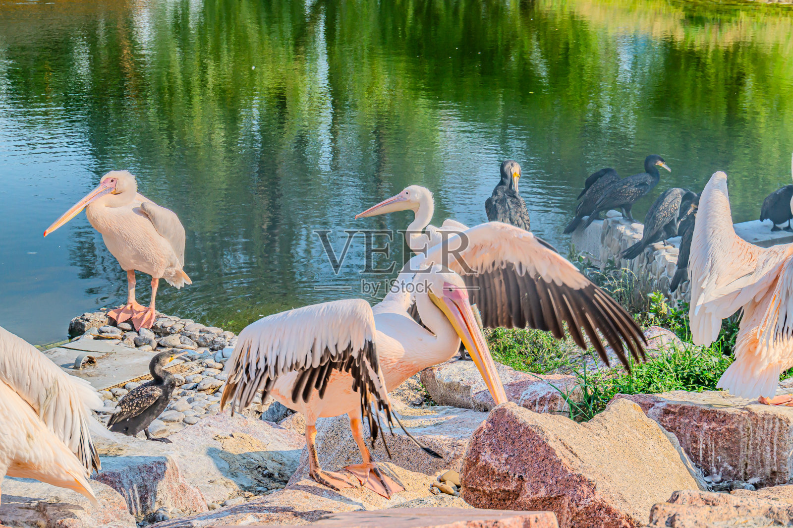 大白鹈鹕(pelelecanus onocrotalus)。鹈鹕成群结队地涌向池塘。照片摄影图片