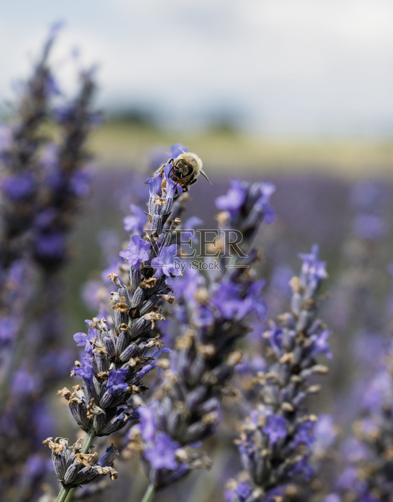 蜜蜂在薰衣草上采集花蜜的特写照片照片摄影图片