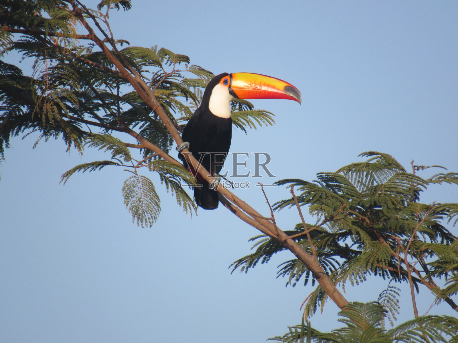 早上是巨嘴鸟照片摄影图片
