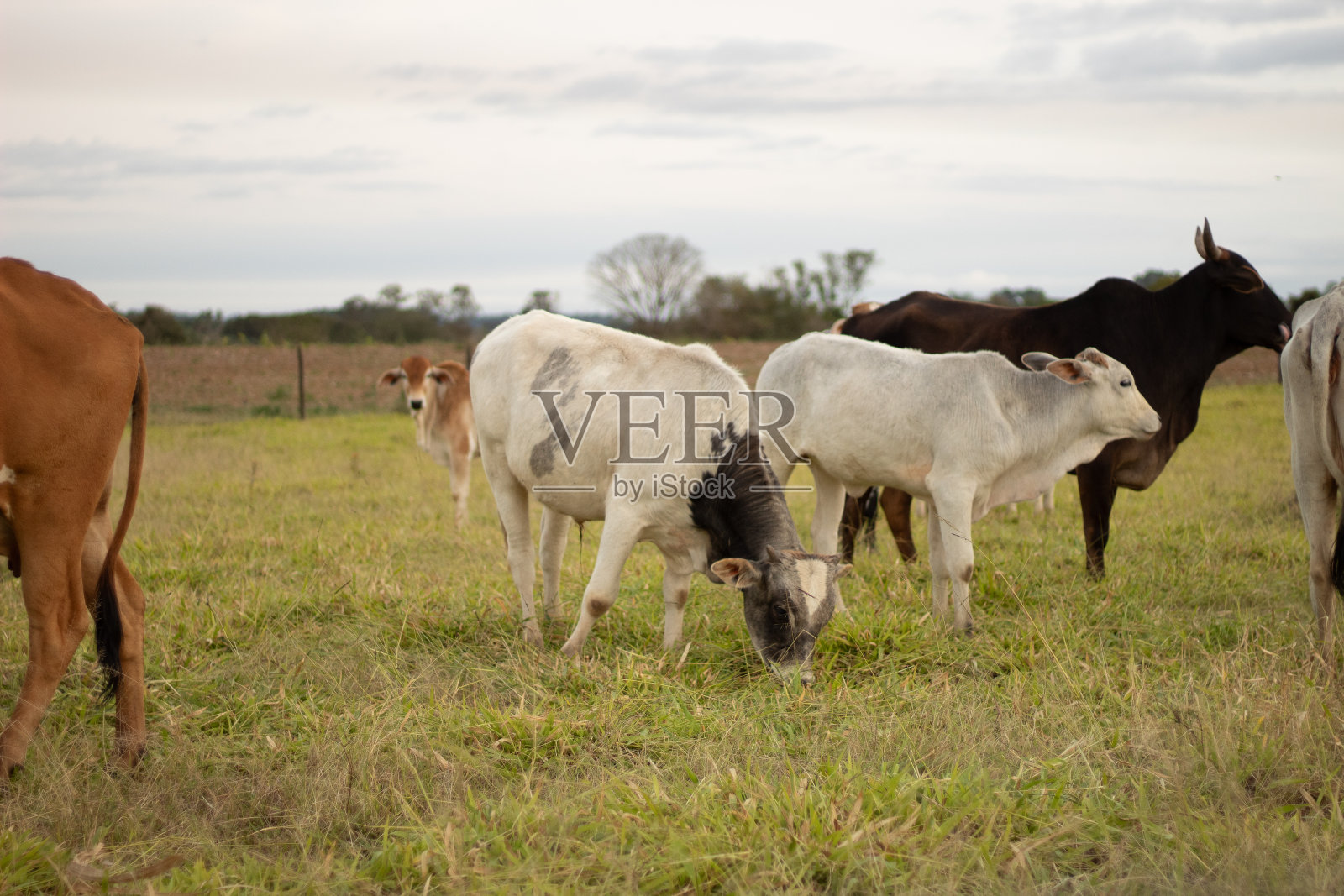 牧场上的牛照片摄影图片