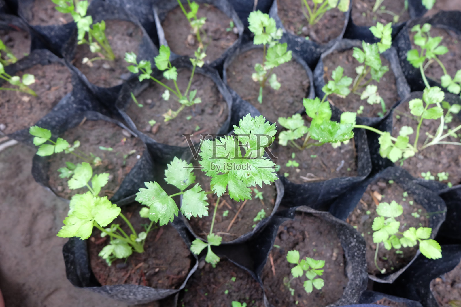 在塑料盆里放芹菜籽照片摄影图片