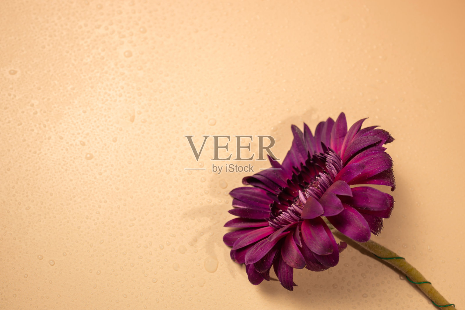 花的背景照片摄影图片