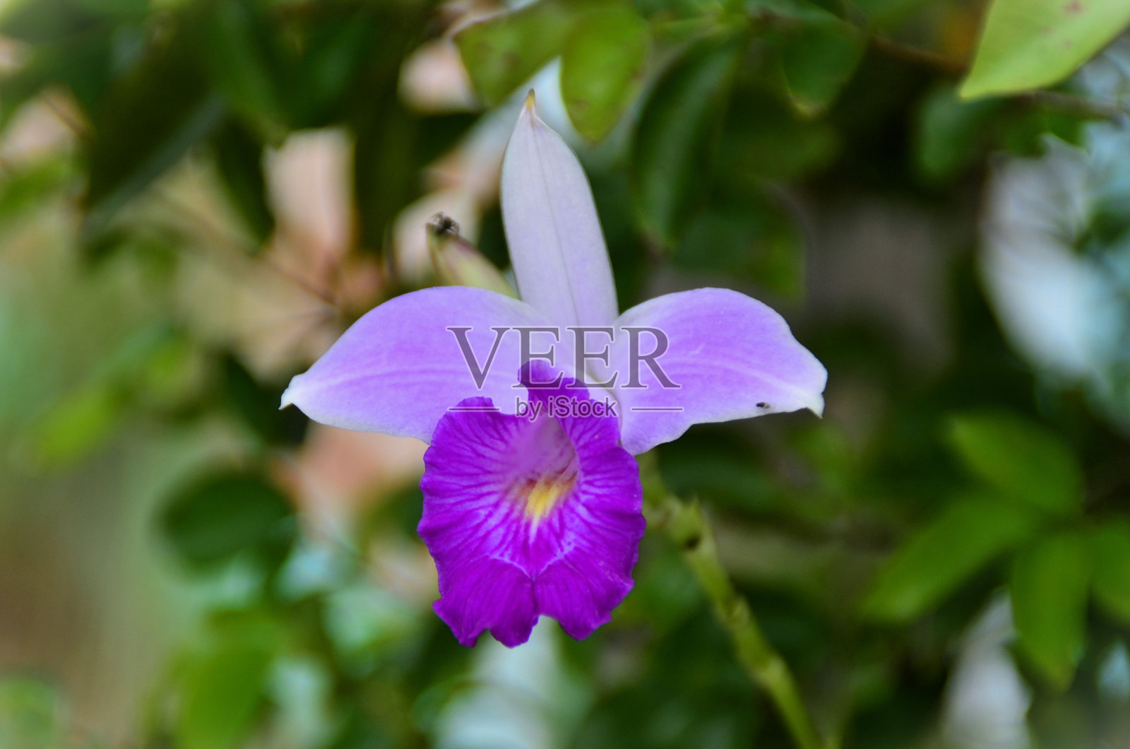 花园里的花照片摄影图片