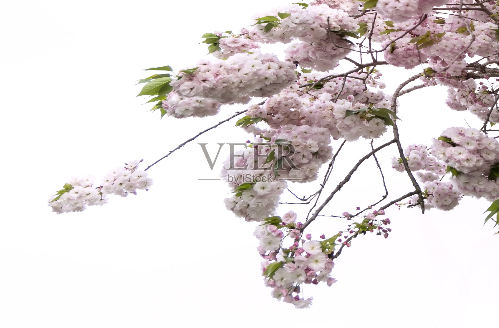 粉红色的樱花在春天盛开，或樱花在自然花园的白色背景照片摄影图片