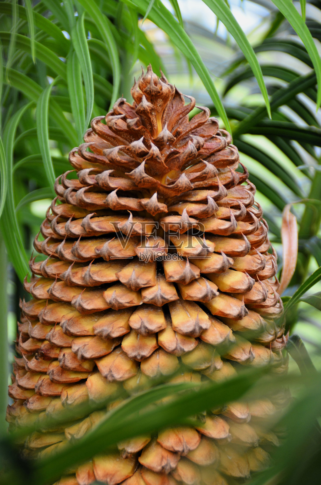 雄苏铁在花园里造反照片摄影图片