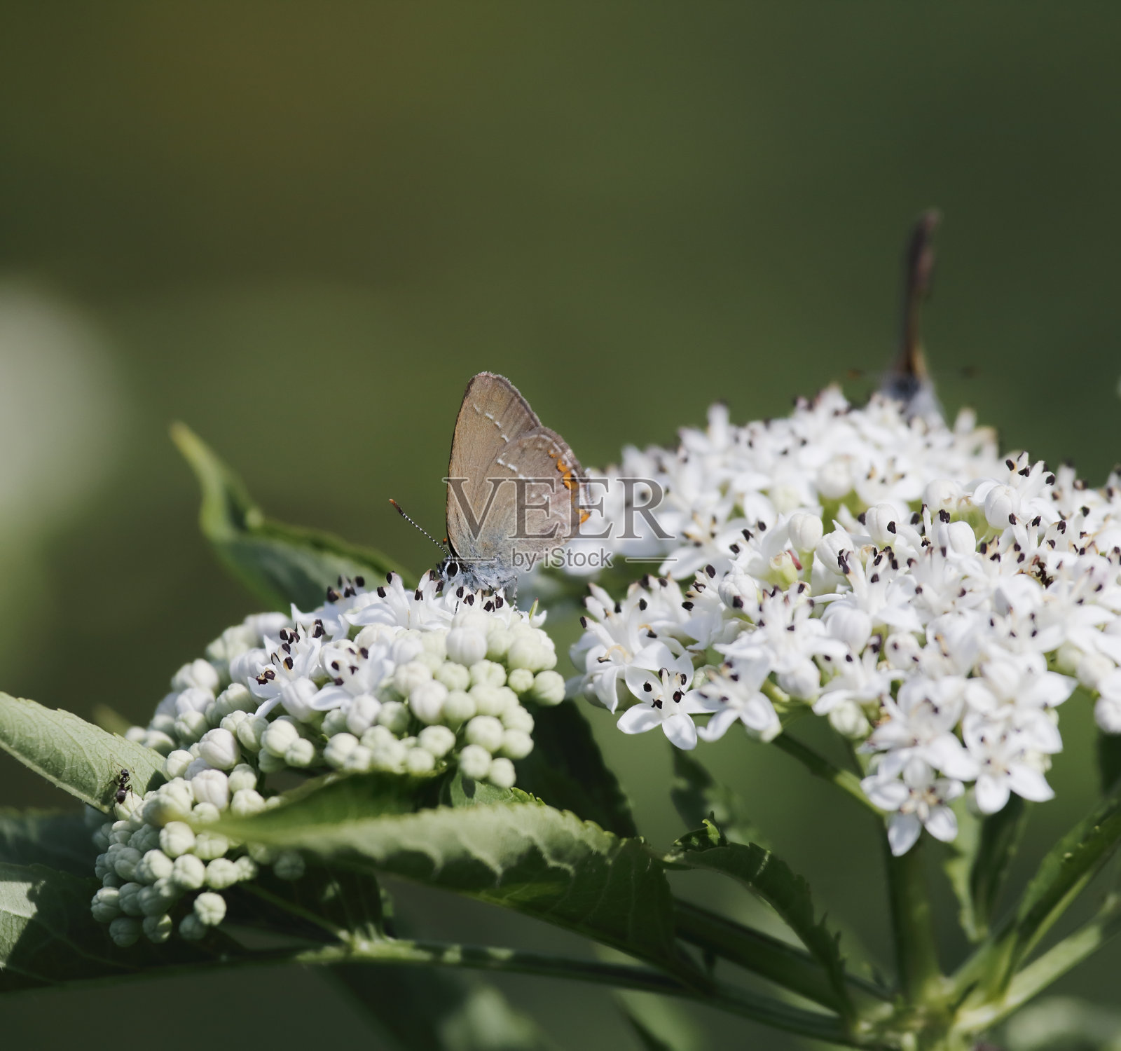 黑刺李灰蝶照片摄影图片