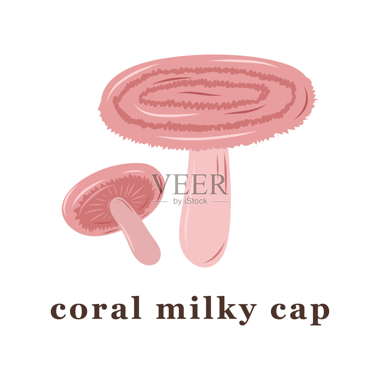 一套大的和小的珊瑚乳白色帽蘑菇。可食用的蘑菇。插画图片素材