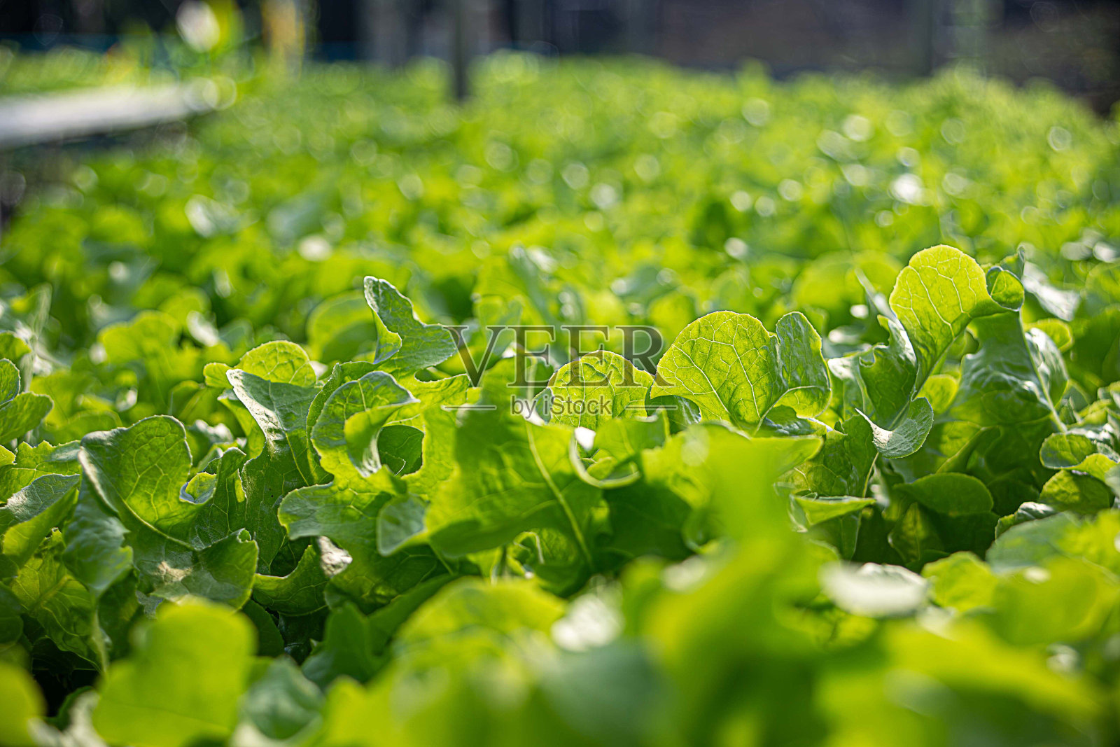水培蔬菜农场。照片摄影图片