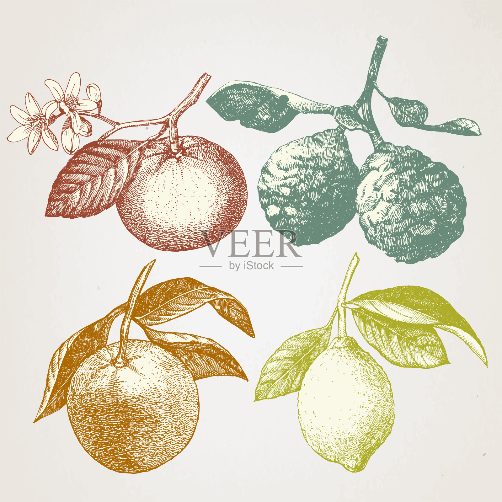 手绘柑橘类水果插图，矢量插画图片素材