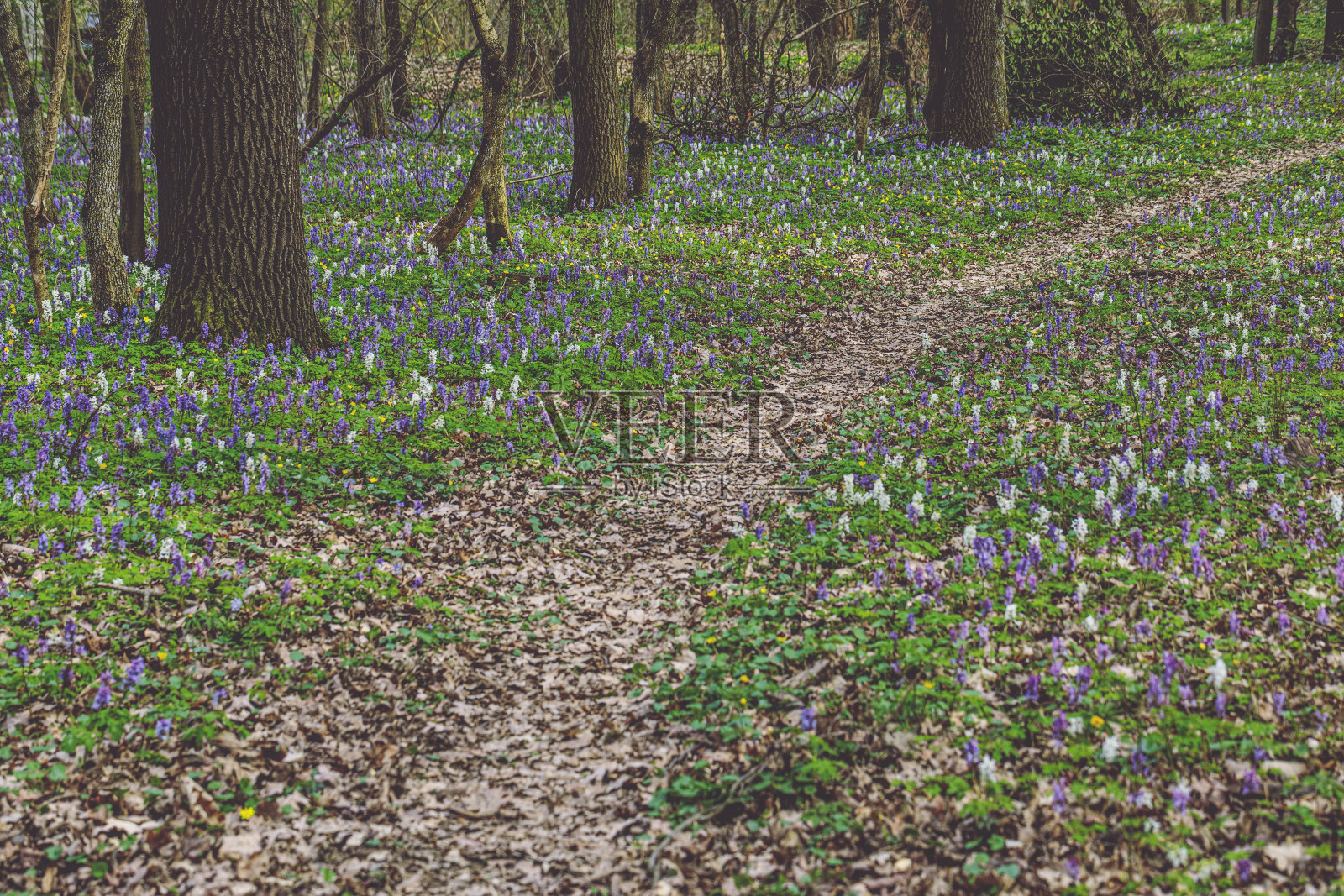 静脉延胡索照片摄影图片