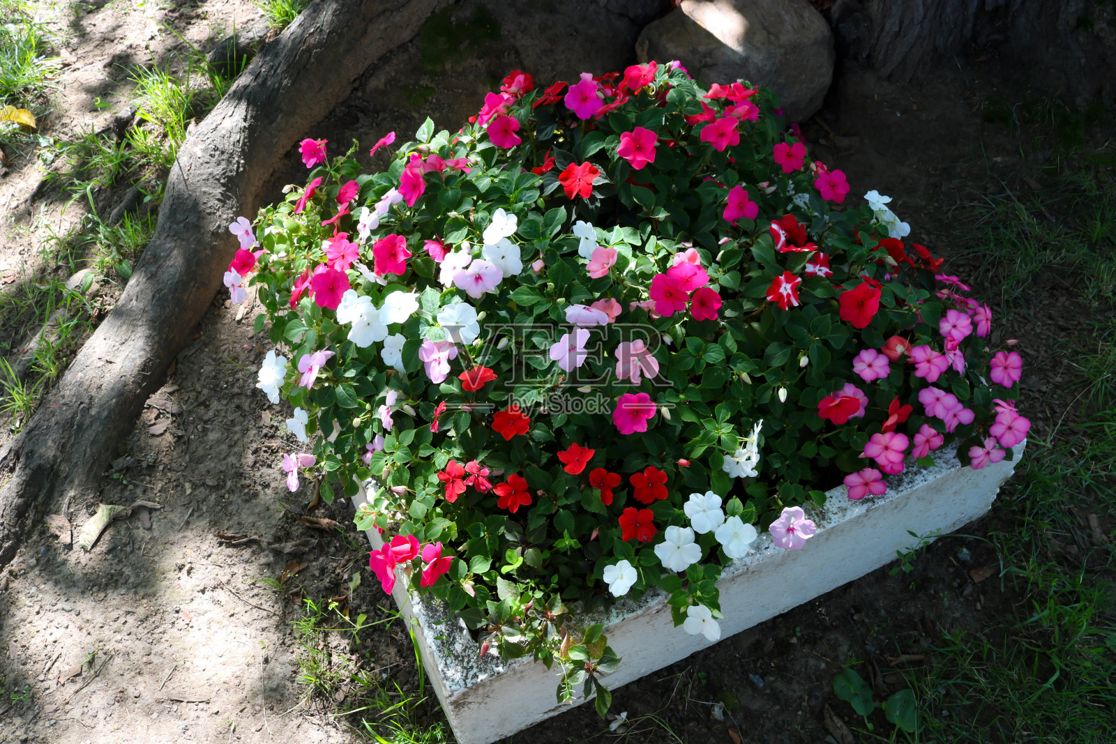 公园花坛里美丽的大朵五颜六色的苦瓜花。照片摄影图片