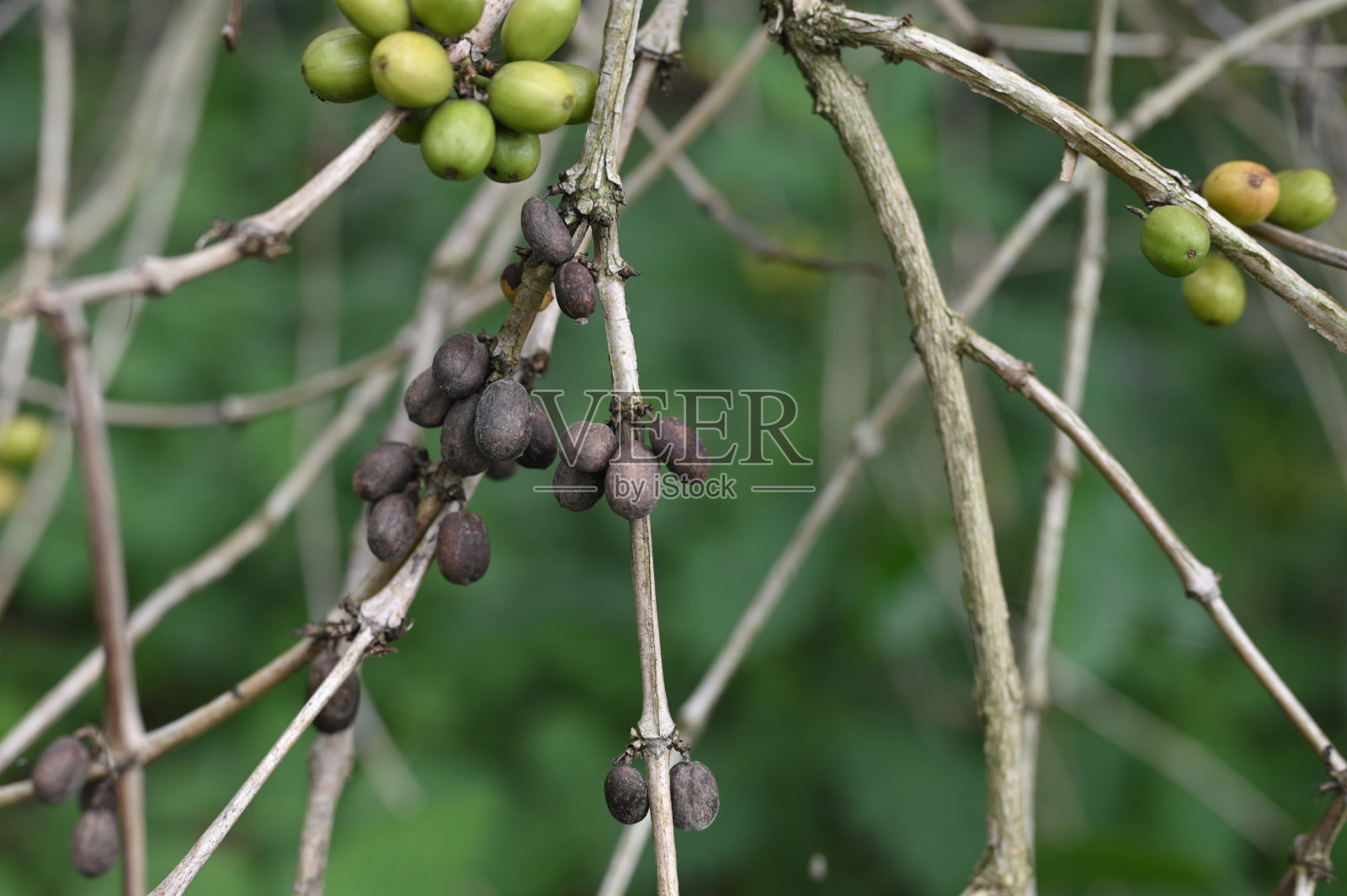 近距离观察咖啡植物的病虫害照片摄影图片