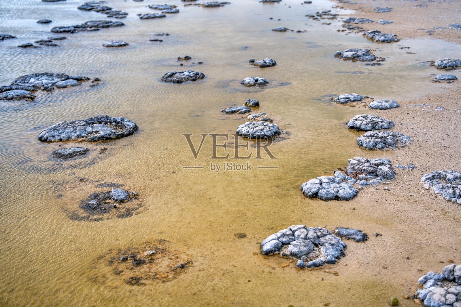 叠层石，活化石，在咸海岸湖-西澳大利亚的忒提斯湖。照片摄影图片