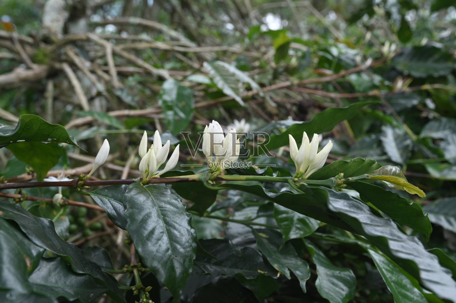 花园里的咖啡豆花特写照片摄影图片