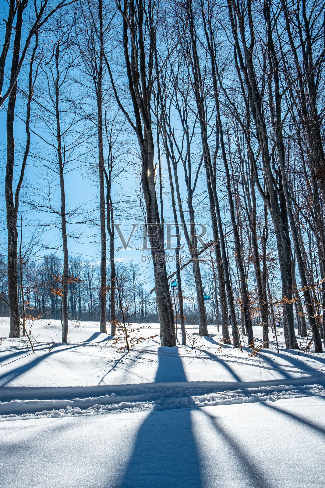 光秃秃的树在白雪上投下阴影，白雪覆盖着人行道照片摄影图片