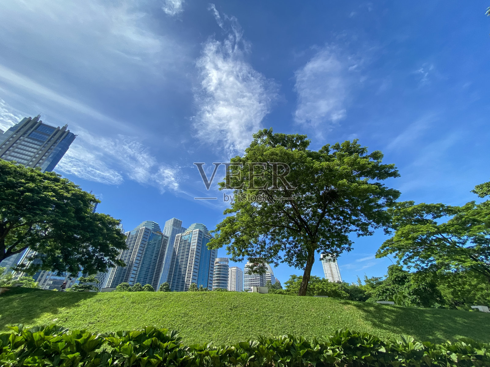 树对蓝天和高层建筑的看法。照片摄影图片